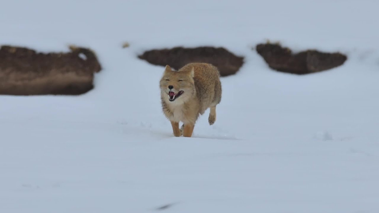 祁連山国家公園でチベットスナギツネを撮影 青海省 - YouTube