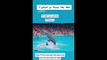 جيسيكا و الدولفين اكسبلور 