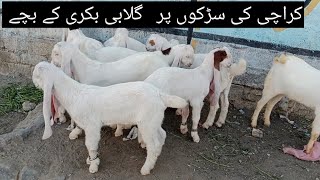 Beautiful White Goat Kids Gulabi Bakri kay Bachay at the Street Of Karachi