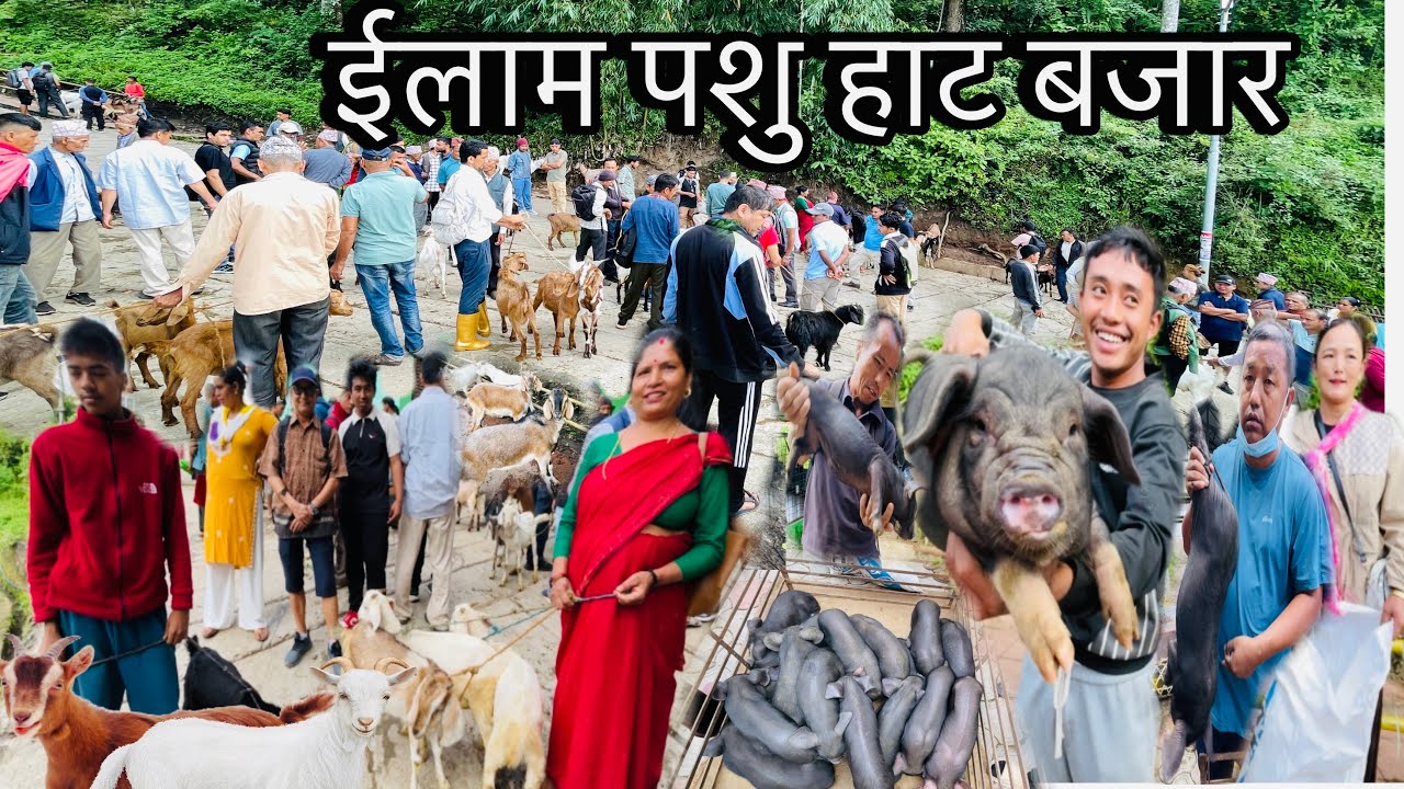 ILAM PASU HAT BAZAR ILAM🇳🇵💶७००००पर्ने खसी ६००००मा🐐सस्तो मुल्यमा झापा,पांचथर सम्मको सुंगुरको पाठापाठी