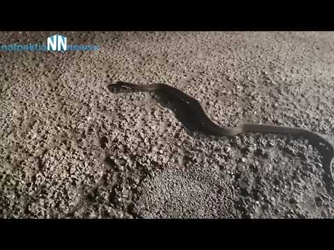 Nafpaktia news:Απίστευτο!!!Φίδι βγήκε "βόλτα" με παγωνιά στην Γαβρολίμνη