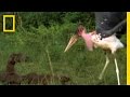 Mongooses vs. Giant Storks | National Geographic