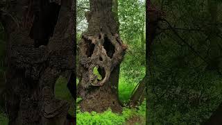 Watch Odds Trees video
