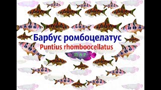 Барбус ромбоцелатус.Ромбооцалатус.Puntius rhomboocellatus