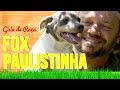 GUIA DE RAÇA FOX PAULISTINHA | TERRIER BRASILEIRO | RICHARD RASMUSSEN