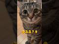 【クリクリお目目の猫が応援してくれたよ！】#猫 #保護猫 #かわいい猫