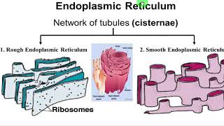 Rough endoplasmic reticulum الشبكة الاندوبلازمية المحببة