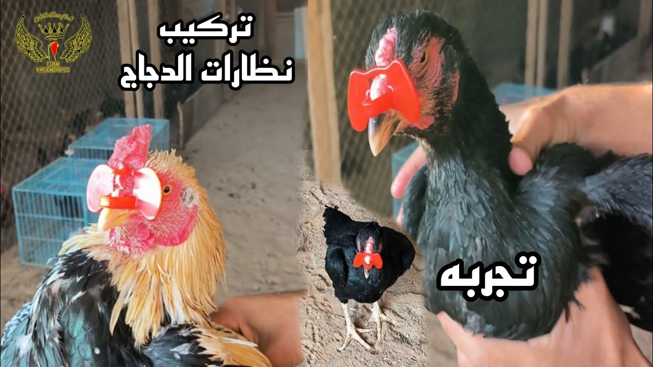 🤔ما هي فوائد تركيب نظارات 🐓 للدجاج وطريقه التركيب 🐣