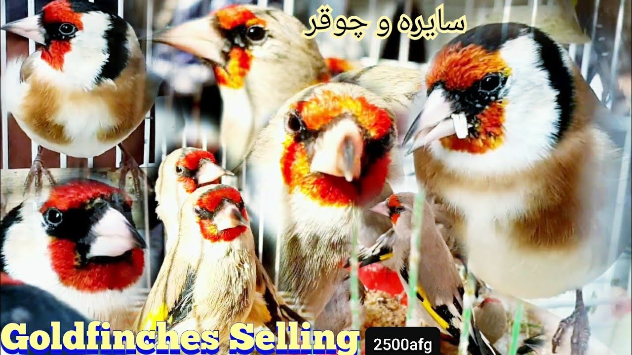Goldfinches Selling | European Goldfinches Saira selling سایره های فروشي و چوقر های فروشي نثار جان
