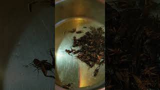 Do Solo Sagrado De Oaxaca, No México, Surge Um Segredo Milenar.