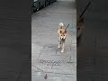 Shiba Inu guy #dogs #pets