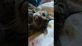 Oczka (👁️👁️) kotka są już otwarte  😉SUB👍😍😉 #Oczka #kotka #są #jeszcze #otwarte