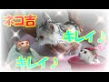 猫のシャンプー＆初めてのお風呂♪　ネコ吉キレイキレイฅ*•ω•*ฅ♡　Kitten getting shampooed & taken to bath for the first time