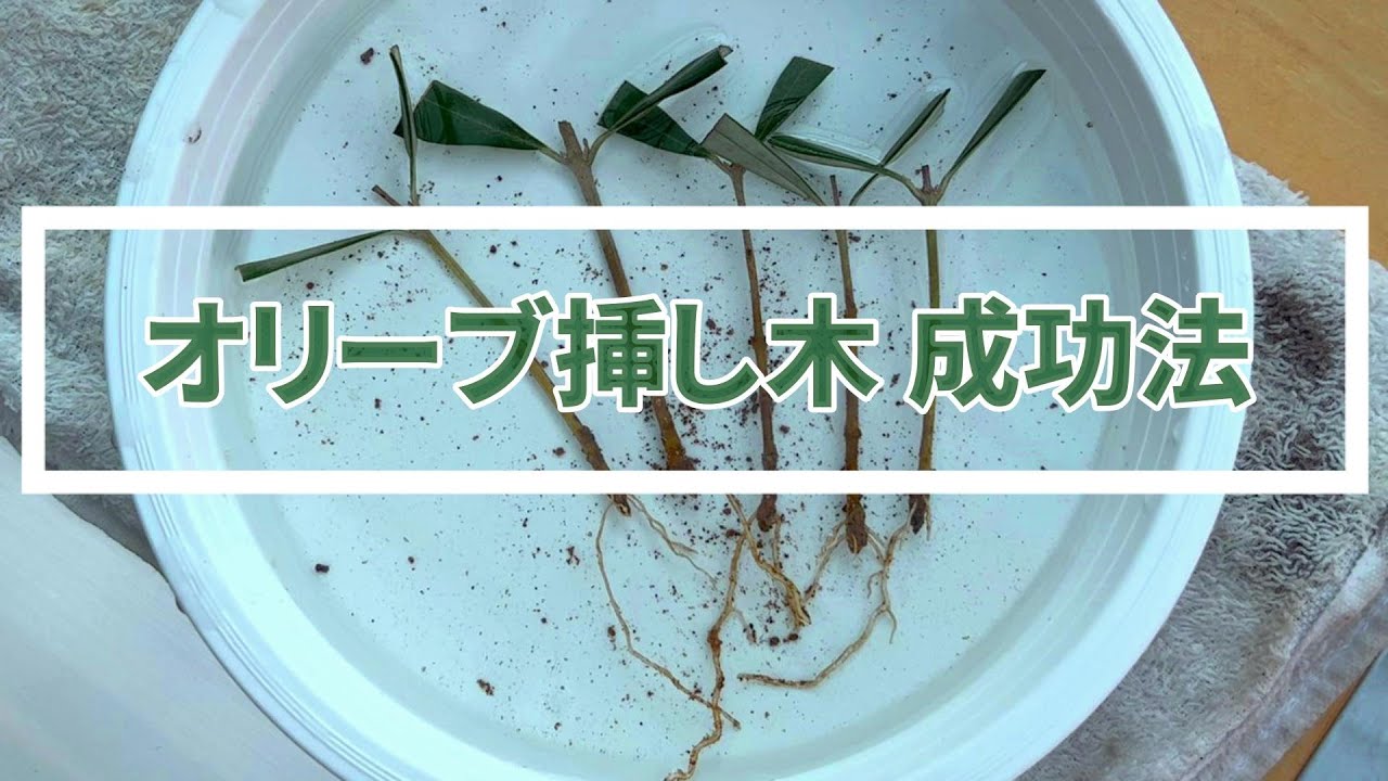 超簡単】オリーブの挿し木で発根成功のカギとは！手軽にできる2種類の