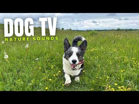 Dog TV Nature Sounds ๐ 4 Hours of Relaxing Piano & Nature Walk for Dogs | Corgi TV ๐ฟ