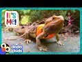 Brave Lizard Suits Up To Explore An Unknown World! | Dodo Kids | It&#39;s Me!