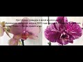 Новые орхидеи в моей коллекции и цветение орхидей Мандала, Дикий кот, OX King и др.