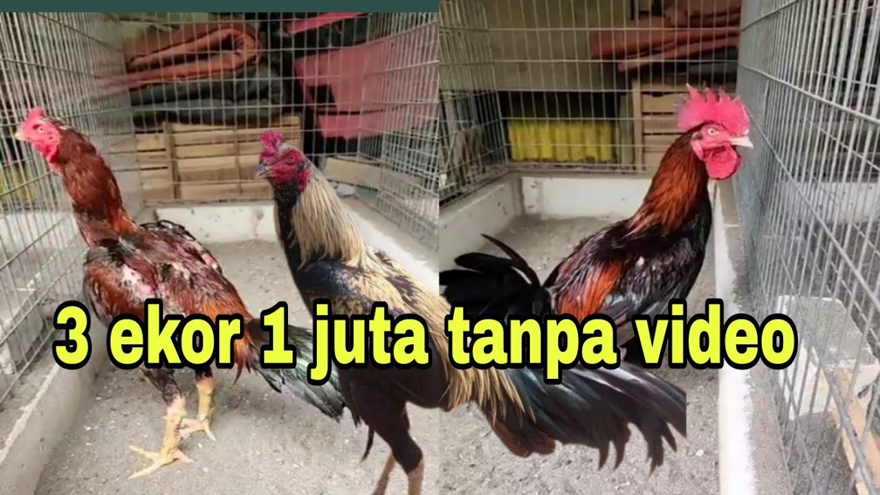 3 ekor 1 juta tanpa video.