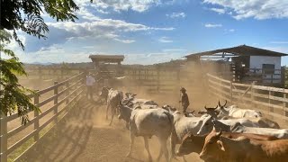 SEPARANDO O GADO PARA TRANSPORTE *Na Lida* | Gêmeas Brasil