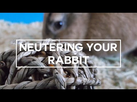 Video: Kada Spay i Neuter: Mišljenje jednog veterinara