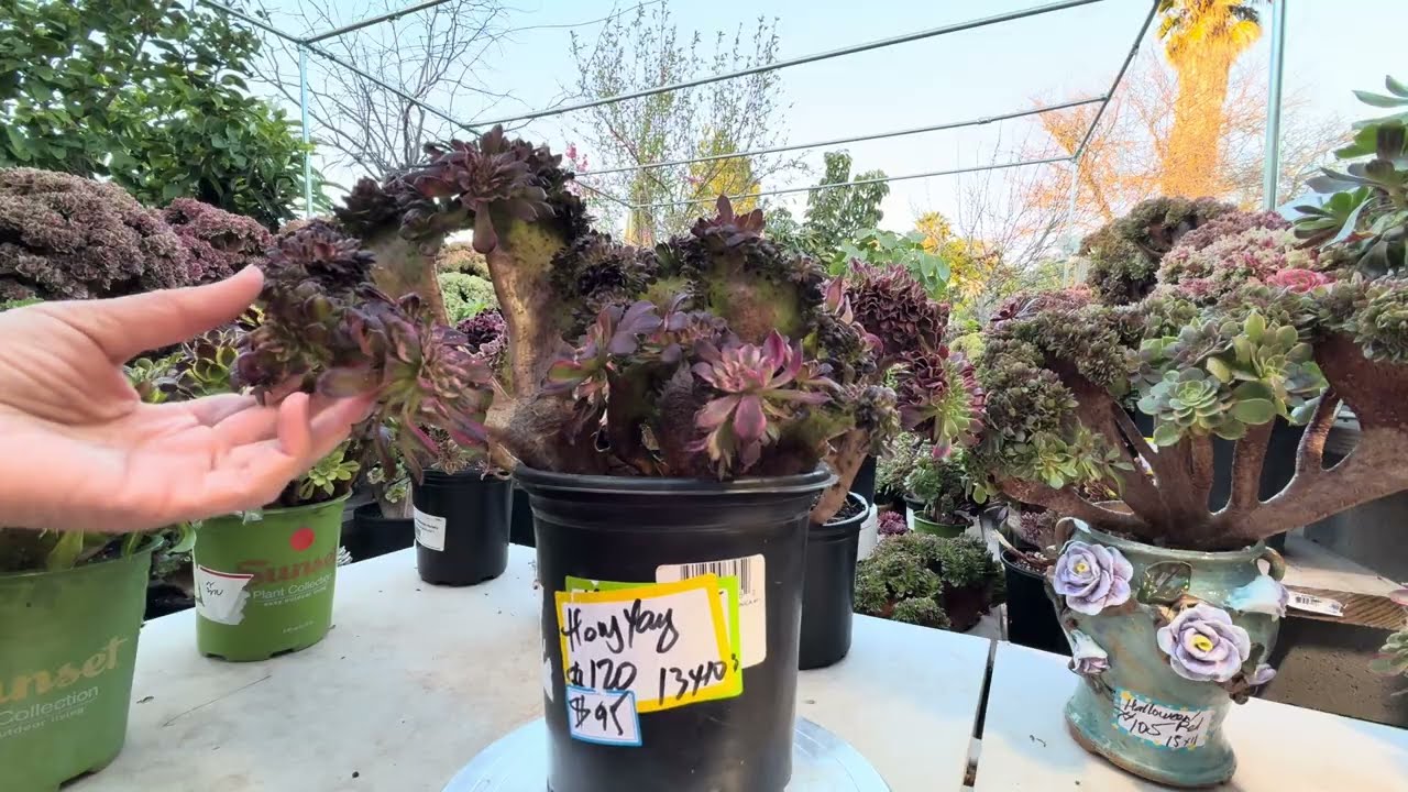 March 05-2026. Super Sale Extension. 15% off additional Imported Succulents on Sale. 408-992-5539.
