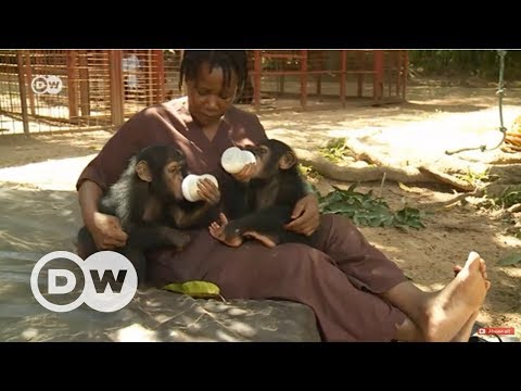 Yavru şempanzelere anne-baba oluyorlar - DW Türkçe