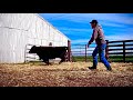 Feeding With the Family and Hauling Calves to the Sale!