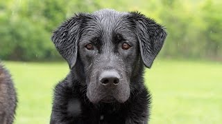 How To Choose A Dog Board And Train Program