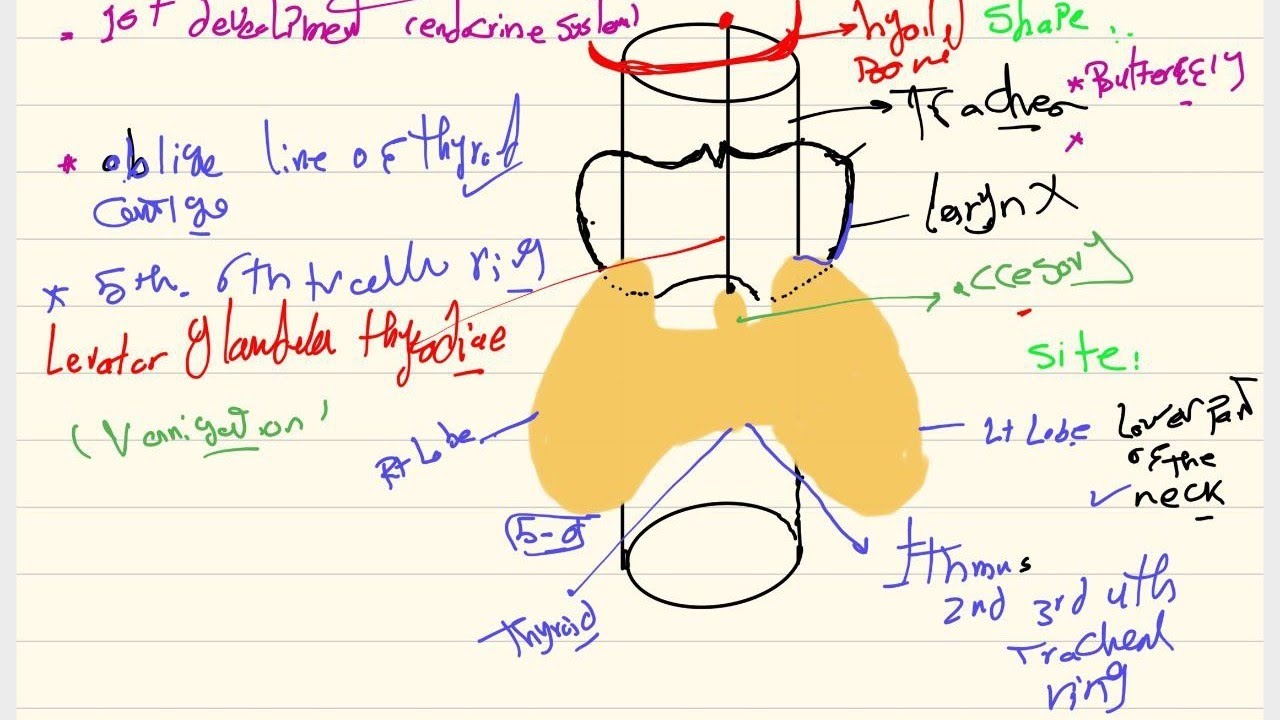Crash Course Endocrine system (Anatomy)