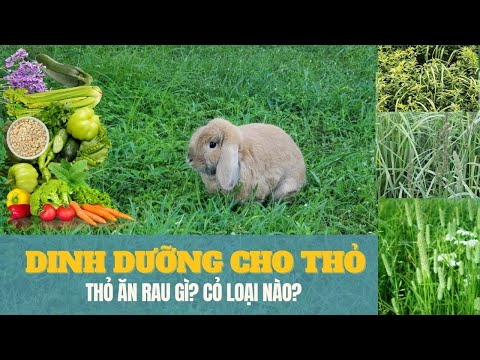 Video: Thực Vật Có Hại Cho Thỏ: Những Cây Vườn Nguy Hiểm Cho Thỏ Ăn