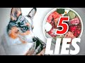 5 Big Lies About Raw Feeding Dogs