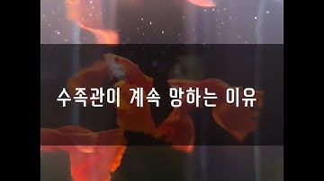 수족관이 계속 망하는 이유를 알아보자.  더망해라 더망해~~