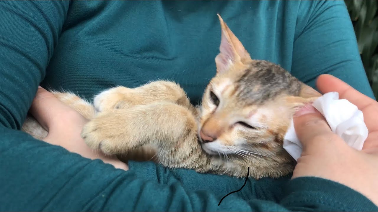 Quickest way to clean your Kittens no Bath needed YouTube