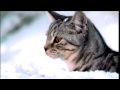Реклама Whiskas | Вискас Новогодняя - "Такого снегопада.."