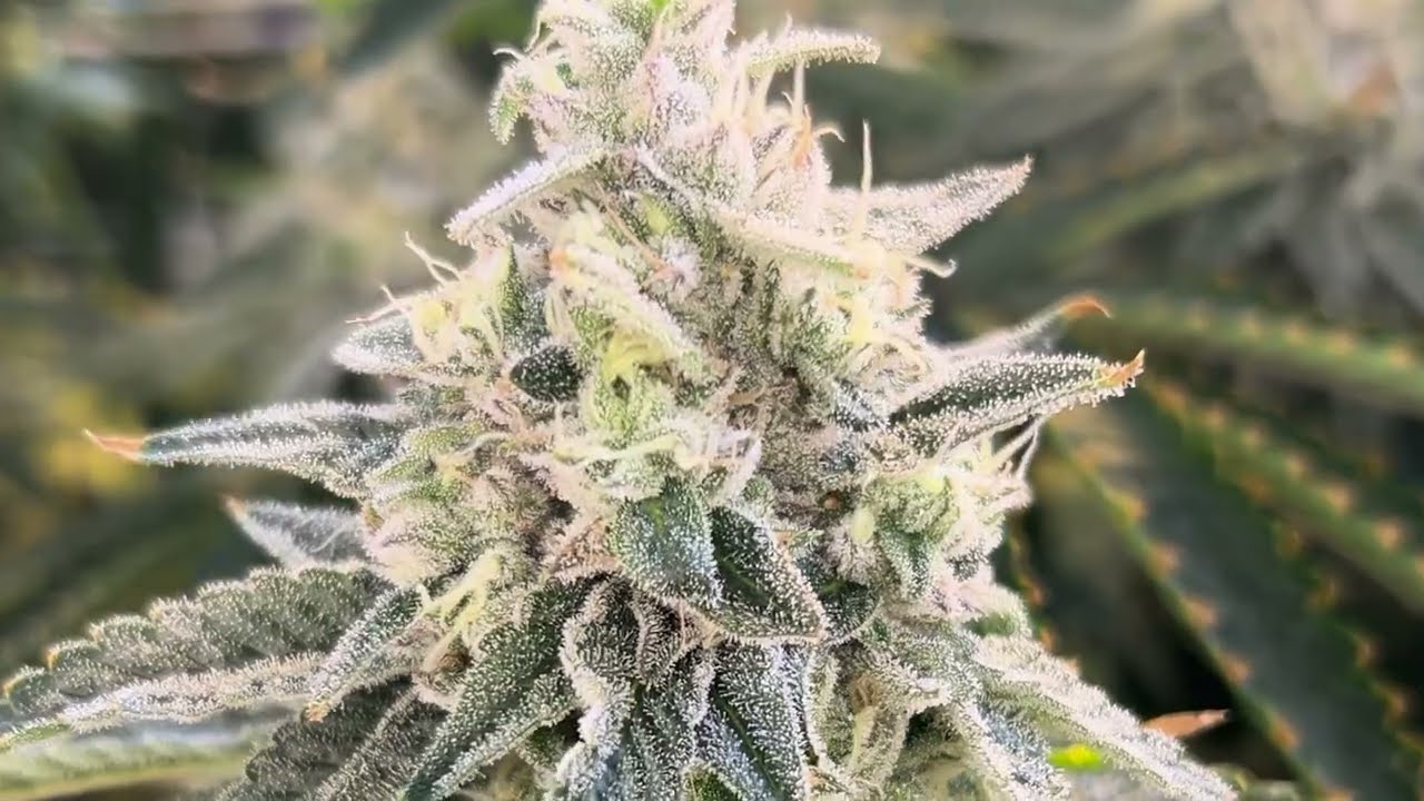 420 Modern Flower and Cultivar Strains in the Trulieve Garden