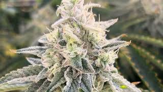 420 Modern Flower and Cultivar Strains in the Trulieve Garden
