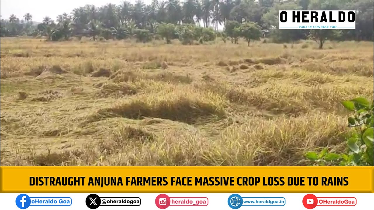 Distraught Anjuna farmers face massive crop loss due to rains - YouTube
