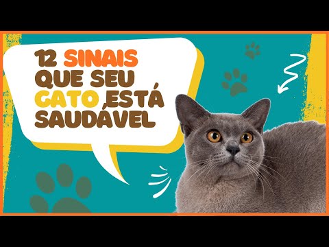 Vídeo: Como saber se um gato de rua é saudável