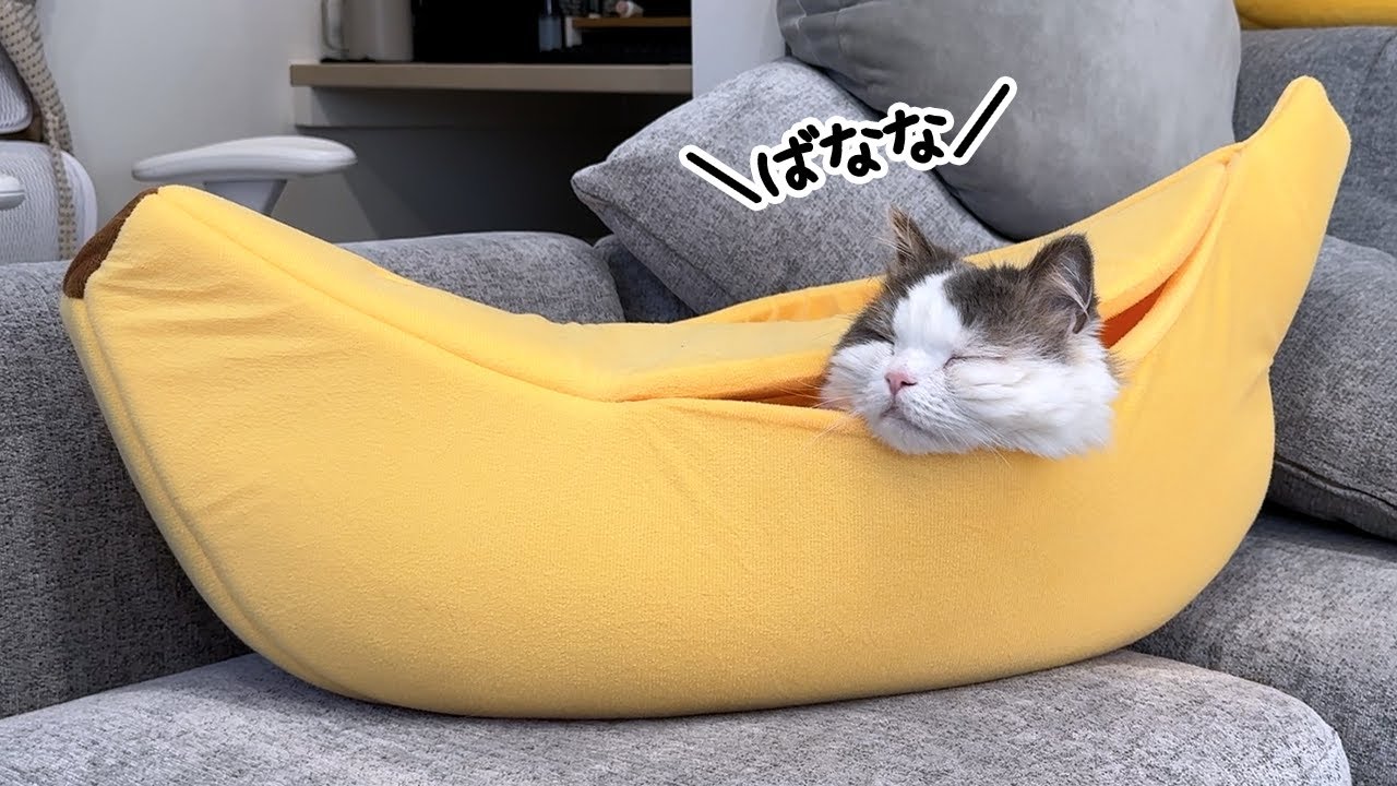 わたしの猫ぐらし「まつたけちゃん・おすしくん」後編 | ハグわん