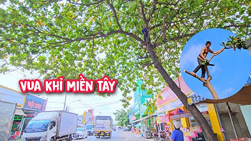 Gây cấn và hồi hộp khi Vua Khỉ cắt tỉa cây Bàng đưa nhánh ra hơn giữa lộ lớn đầy xe qua lại.