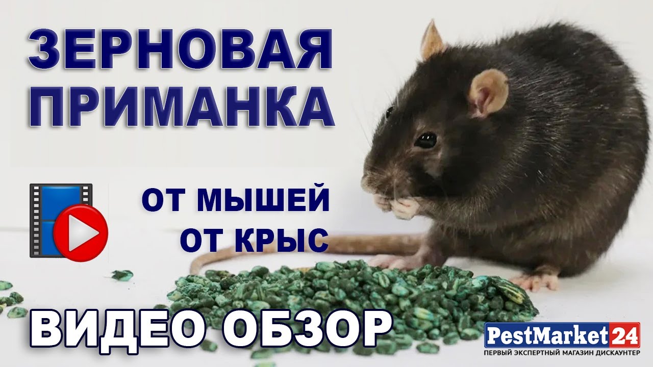 Зерновая приманка от грызунов. Профессиональное, эффективное средство от мышей, крыс. ВИДЕООБЗОР