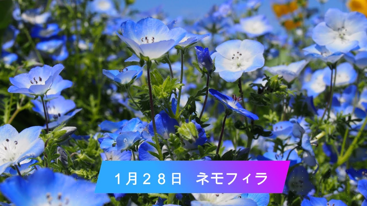 １月２８日 今日は何の日 脳トレ 今日の誕生花 Youtube