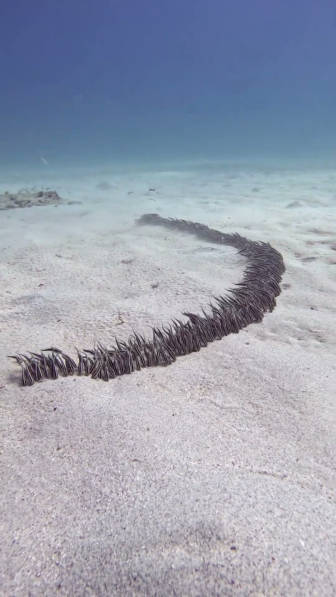 Venomous Striped Eel Catfish || ViralHog