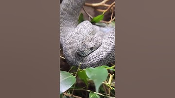 Axanthic Granite Carpet Python sunbathing ☀️ #snake #carpetpythons #reptiles