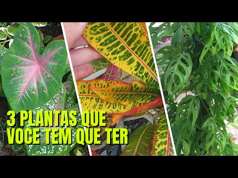 3 folhagens lindas para colorir seu jardim | Plantas para decorar sala ou apartamento