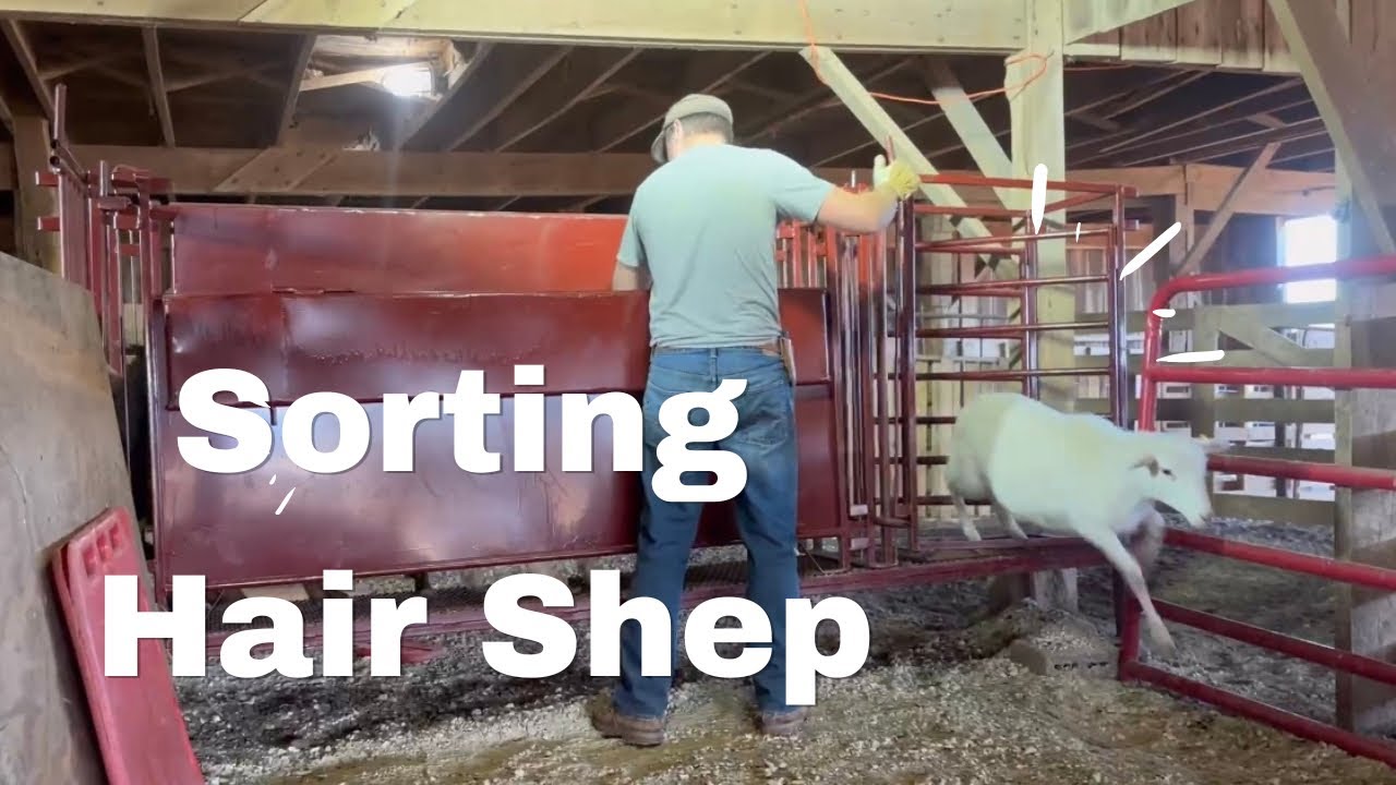 We Sorted Our Ewes with Lambs From Our Yearling Ewes for Different Feeding Programs! 