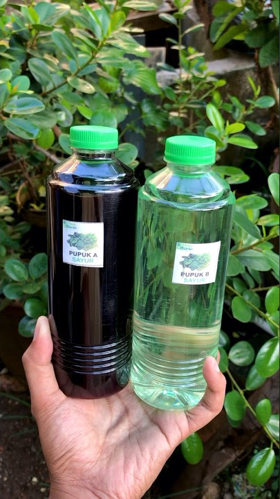 Cara Pakai Nutrisi A B Mix #nutrisiabmix #hidroponikpemula #hidroponikrumahan