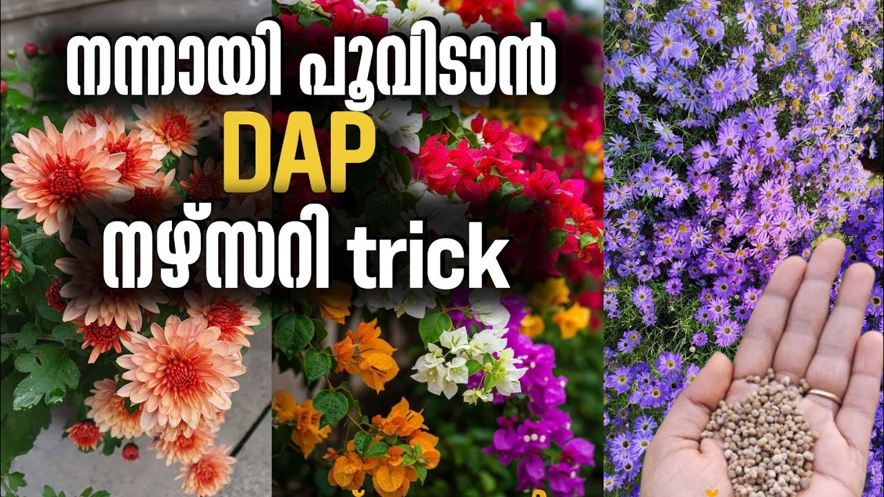 ഇനി ചെടി നന്നായി  പൂക്കും |Now the plant will be in full bloom| blooming tips |storiesofneethuabhi