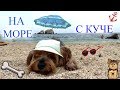 На море с КУЧЕ/Dog on the beach/Asya Eneva