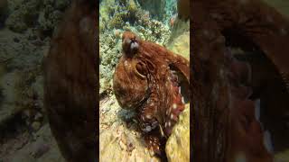 Person Filming An Octopus Up-Close While Scuba Diving
